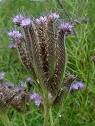 Abono Verde PHACELIA 10 kg